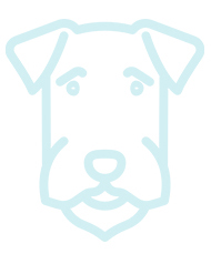 Spitz Italien (Volpino Italien)